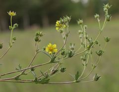 Potentilla thyrsiflora