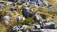 Aciphylla ferox