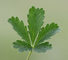 Potentilla thyrsiflora