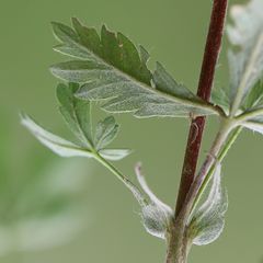 Potentilla thyrsiflora
