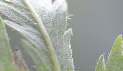 Potentilla thyrsiflora