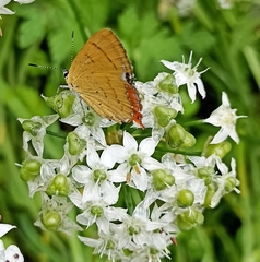 Heliophorini