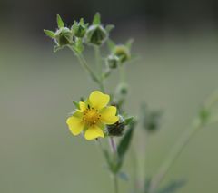 Potentilla thyrsiflora