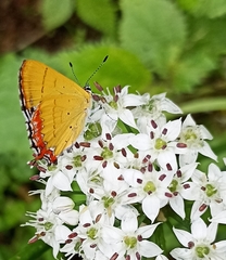 Heliophorini