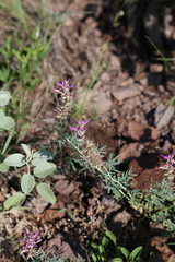 Dalea pogonathera