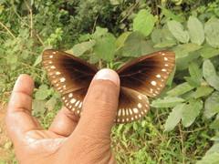 Euploea klugii