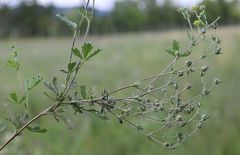 Potentilla thyrsiflora
