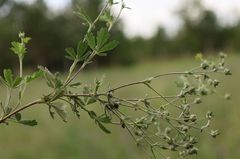 Potentilla thyrsiflora