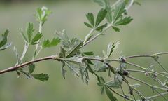 Potentilla thyrsiflora