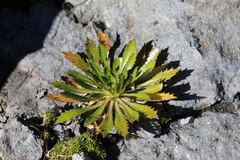 Pachycladon latisiliquum