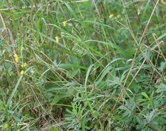 Potentilla thyrsiflora