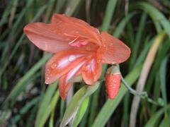 Gladiolus cardinalis