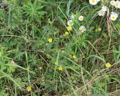 Potentilla thyrsiflora