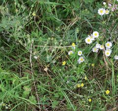 Potentilla thyrsiflora