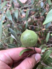 Amphibolips trizonata