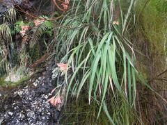 Gladiolus cardinalis