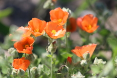 Sphaeralcea lindheimeri
