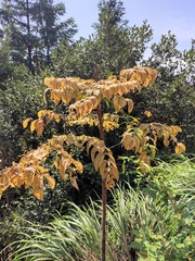 Aralia chinensis