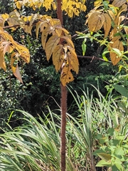 Aralia chinensis