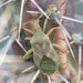 Chelinidea hunteri - Photo (c) C. Mallory,  זכויות יוצרים חלקיות (CC BY-NC), הועלה על ידי C. Mallory