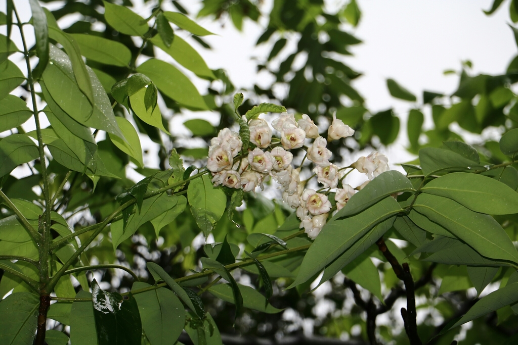 turnipwood family (Akaniaceae) Botanical Realm