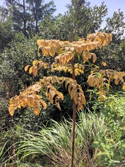 Aralia chinensis