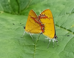 Heliophorini