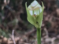 Pterostylis hildae