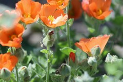 Sphaeralcea lindheimeri