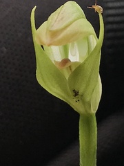 Pterostylis hildae