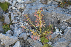 Pachycladon latisiliquum