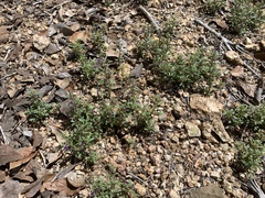 Schistophragma intermedium