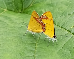 Heliophorini