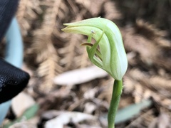 Pterostylis hildae
