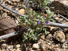 Schistophragma intermedium