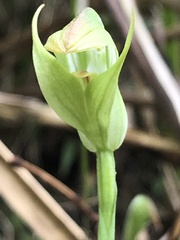 Pterostylis hildae