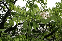 Bretschneidera sinensis