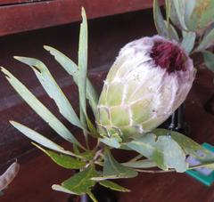 Protea