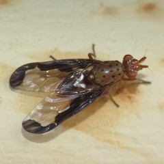 Diacrita costalis
