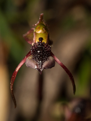Chiloglottis reflexa