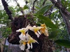 Stanhopea graveolens