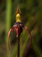 Chiloglottis reflexa