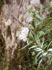 Veronica catarractae