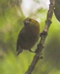 Chlorodrepanis stejnegeri