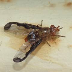 Diacrita costalis