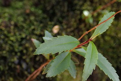Veronica catarractae