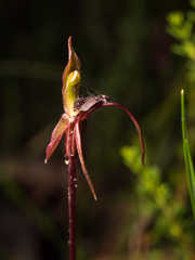 Chiloglottis reflexa