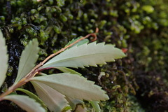 Veronica catarractae