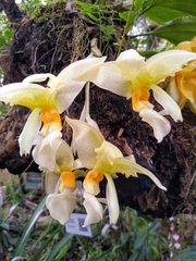 Stanhopea graveolens