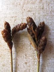 Nevillea obtusissima